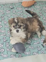 Kara, a female Chinese Crested for sale in Milton, GA – Photo 2 of 4