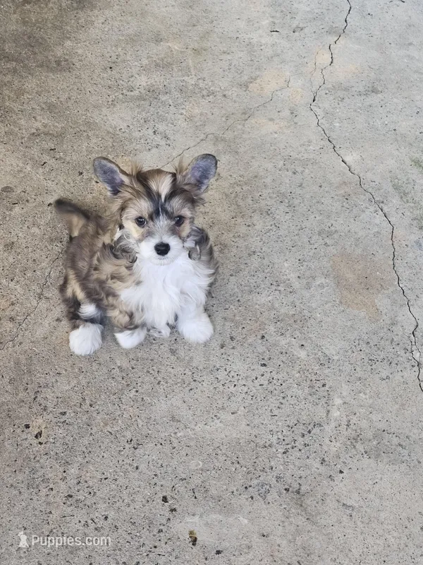 Kara – Chinese Crested puppy for sale in Milton, GA
