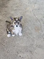 Kara, a female Chinese Crested for sale in Milton, GA – Photo 1 of 4