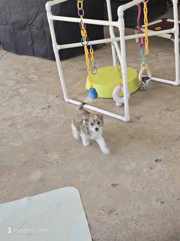 Kain – Chinese Crested puppy for sale in Milton, GA