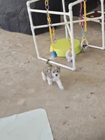 Kain, a male Chinese Crested for sale in Milton, GA – Photo 1 of 2