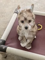 Kali, a female Chinese Crested for sale in Milton, GA – Photo 2 of 5