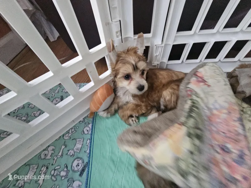 Kali, a female Chinese Crested for sale in Milton, GA – Photo 1 of 5