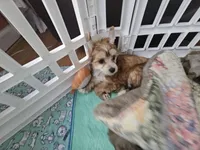 Kali, a female Chinese Crested for sale in Milton, GA – Photo 1 of 5