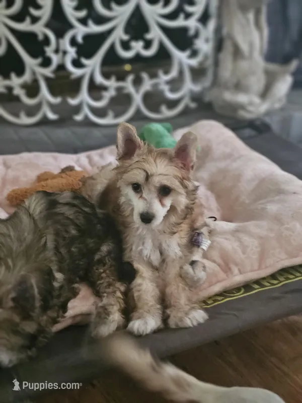 Kali – Chinese Crested puppy for sale in Milton, GA