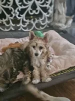 Kali, a female Chinese Crested for sale in Milton, GA – 1 of 6