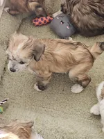 Kali, a female Chinese Crested for sale in Milton, GA – Photo 3 of 5