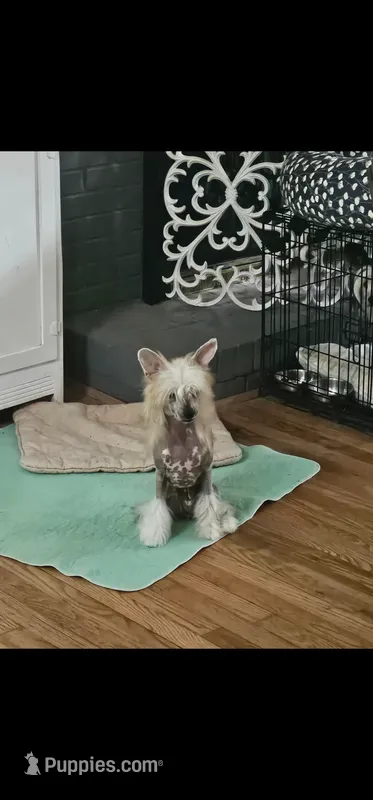Lillie Kate, a female Chinese Crested for sale in Milton, GA – 1 of 2