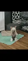 Lillie Kate, a female Chinese Crested for sale in Milton, GA – 1 of 2