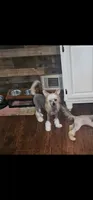 Lillie Kate, a female Chinese Crested for sale in Milton, GA – 2 of 2