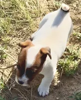 Faye, a female Jack Russell Terrier for sale in Rocky Ford, CO – 4 of 5