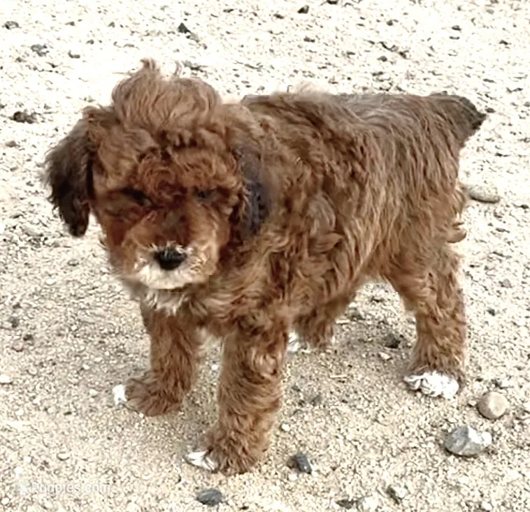Dally – Miniature Bernedoodle puppy for sale in Rocky Ford, CO