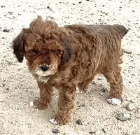 Dally, a female Miniature Bernedoodle for sale in Rocky Ford, CO – 1 of 2