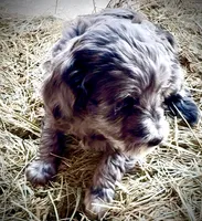 Spur, a male Miniature Bernedoodle for sale in Rocky Ford, CO – 2 of 3