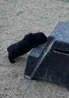 Whiskers , a male Miniature Bernedoodle for sale in Rocky Ford, CO – 2 of 4