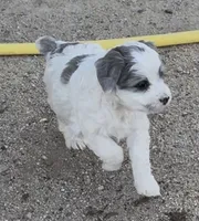 Galley , a female Miniature Bernedoodle for sale in Rocky Ford, CO – 2 of 4