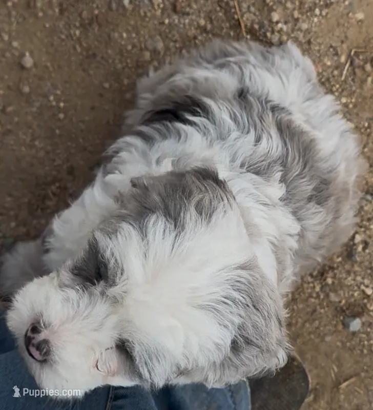 Boots – Miniature Bernedoodle puppy for sale in Rocky Ford, CO
