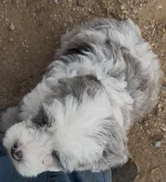 Boots, a male Miniature Bernedoodle for sale in Rocky Ford, CO – 1 of 2
