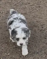 Boots, a male Miniature Bernedoodle for sale in Rocky Ford, CO – 2 of 2