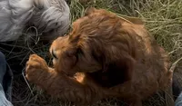Rope , a male Miniature Bernedoodle for sale in Rocky Ford, CO – 3 of 3