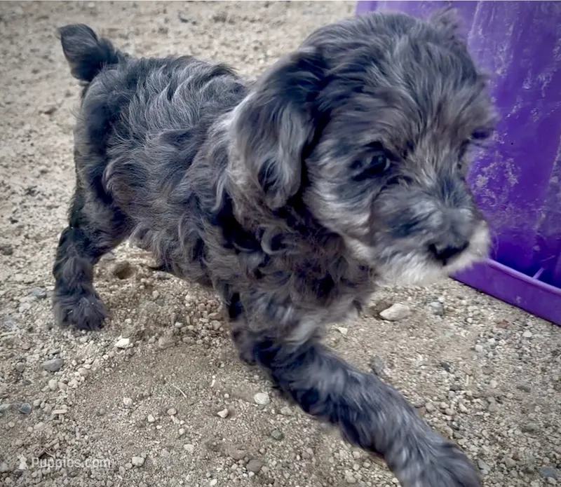 Spur – Miniature Bernedoodle puppy for sale in Rocky Ford, CO