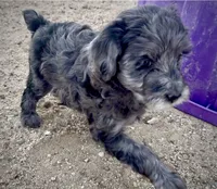 Spur, a male Miniature Bernedoodle for sale in Rocky Ford, CO – 1 of 3