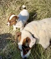 Faye, a female Jack Russell Terrier for sale in Rocky Ford, CO – 3 of 5