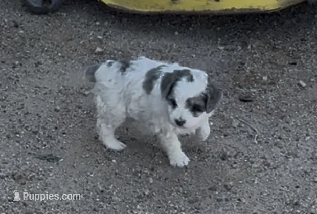 Galley , a female Miniature Bernedoodle for sale in Rocky Ford, CO – 1 of 4