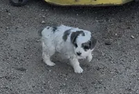 Galley , a female Miniature Bernedoodle for sale in Rocky Ford, CO – 1 of 4
