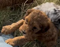 Rope , a male Miniature Bernedoodle for sale in Rocky Ford, CO – 2 of 3