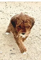 Dally, a female Miniature Bernedoodle for sale in Rocky Ford, CO – 2 of 2
