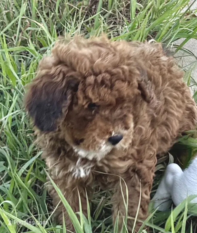 Dally – Miniature Bernedoodle puppy for sale in Rocky Ford, CO