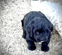 Whiskers , a male Miniature Bernedoodle for sale in Rocky Ford, CO – 1 of 4
