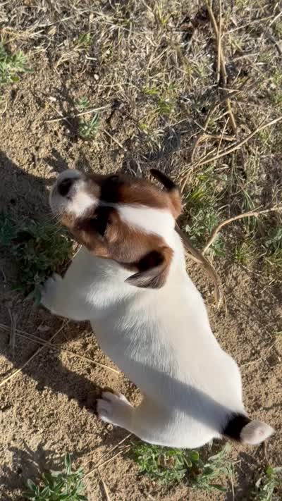 Faye, a female Jack Russell Terrier for sale in Rocky Ford, CO – 5 of 5