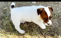 Faye, a female Jack Russell Terrier for sale in Rocky Ford, CO – 2 of 5