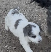 Galley , a female Miniature Bernedoodle for sale in Rocky Ford, CO – 4 of 4