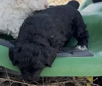 Whiskers , a male Miniature Bernedoodle for sale in Rocky Ford, CO – 4 of 4