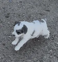 Galley , a female Miniature Bernedoodle for sale in Rocky Ford, CO – 3 of 4