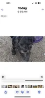 Spur, a male Miniature Bernedoodle for sale in Rocky Ford, CO – 3 of 3