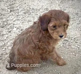 Rope  – Miniature Bernedoodle puppy for sale in Rocky Ford, CO