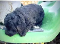 Whiskers , a male Miniature Bernedoodle for sale in Rocky Ford, CO – 3 of 4