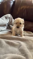 Female Puppy 2, a male Poodle - Miniature  and Bernedoodle for sale in Providence, RI – 4 of 10