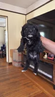 Female Puppy 3, a male Poodle - Miniature  and Bernedoodle for sale in Providence, RI – 4 of 6