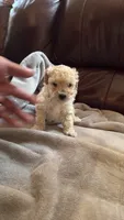 Female Puppy 2, a male Poodle - Miniature  and Bernedoodle for sale in Providence, RI – 9 of 10