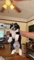 Male Puppy 2, a male Poodle - Miniature  and Bernedoodle for sale in Providence, RI – 3 of 6