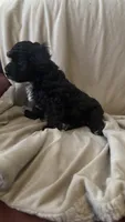 Female Puppy 1, a female Miniature Bernedoodle for sale in Providence, RI – 3 of 4