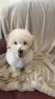 Female Puppy 2, a female Poodle - Miniature  and Bernedoodle for sale in Providence, RI – 2 of 10