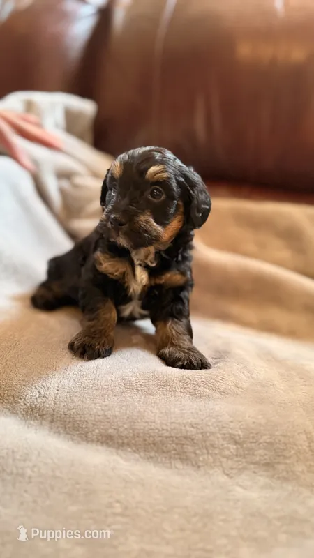 Male Puppy 1 – Poodle - Miniature  puppy for sale in Providence, RI