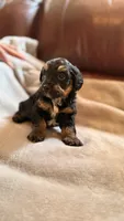 Male Puppy 1, a male Poodle - Miniature  for sale in Providence, RI – 1 of 7