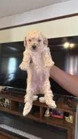 Female Puppy 2, a male Poodle - Miniature  and Bernedoodle for sale in Providence, RI – 7 of 10